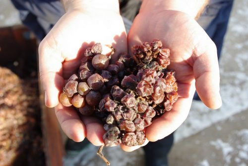 Виноград покривається пліснявою після зими: що робити з благородною цвіллю