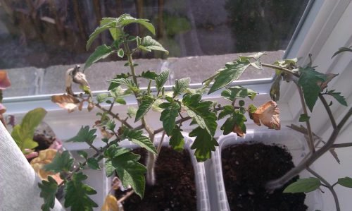 Чому у розсади помідор опадає листя