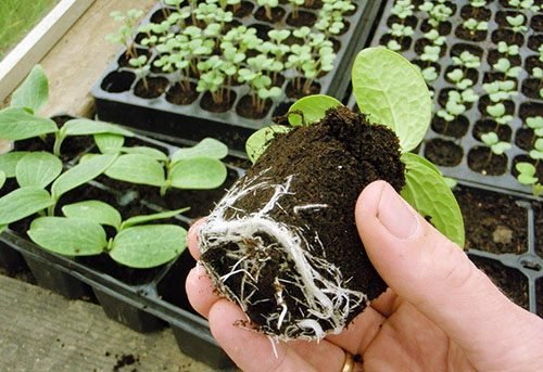 Коли садити кабачки насінням або розсадою у відкритий грунт