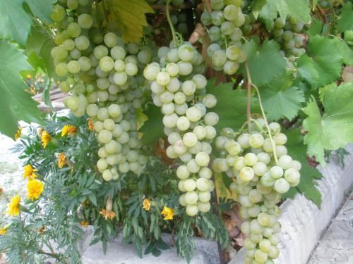 Сорти винограду Голодріги: переваги