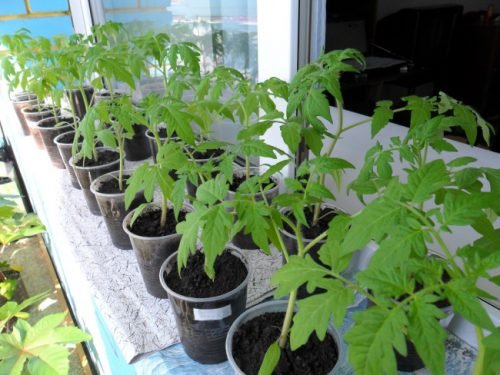 Як посадити помідори на розсаду правильно: вибір насіння, етапи вирощування