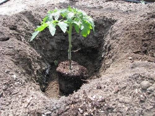 Помідори: коли садити розсаду висаджувати томати