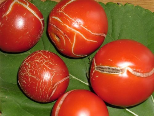 Хвороби томатів: види, симптоми, лікування