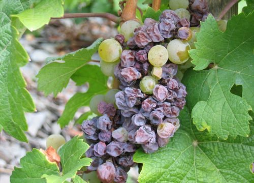 Обробка винограду після дощу: обприскування, захист від хвороб