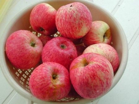 Яблуня карамельна: опис сорту, фото, особливості дерева і плодів