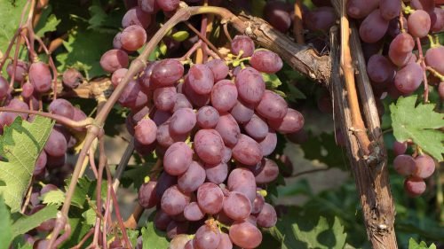 Виноград вікторія, опис сорту: біла, рожева, румунська