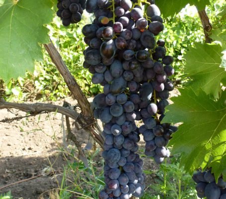 Сорт винограду яся: опис сорту