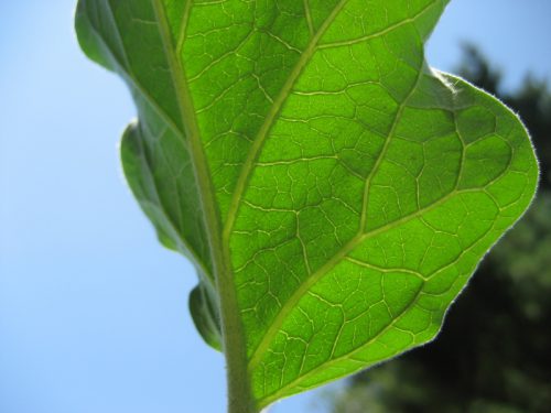 Баклажани жовтіють листя у теплиці що робити: способи боротьби