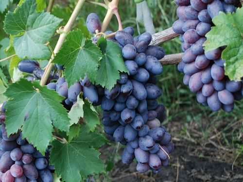 Виноград вікінг: опис сорту