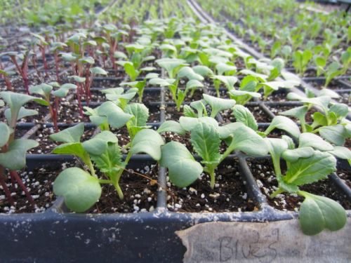 Посадка пекінської капусти у відкритий грунт: вирощування, як і коли садити