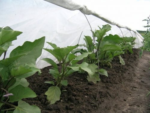 Як формувати баклажани: вирощування в теплиці і у відкритому грунті