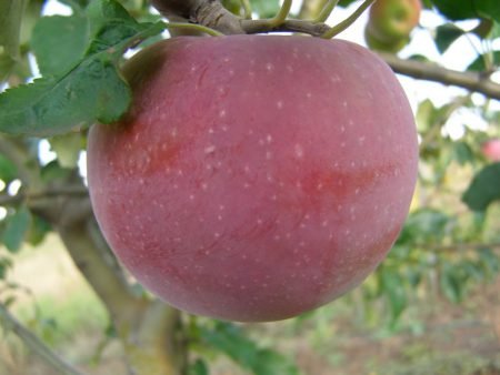 Сорти яблук: фото з назвою і описом, поділ за ознаками