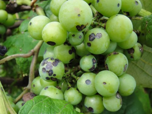 Коричневі плями на листі винограду: причини захворювань