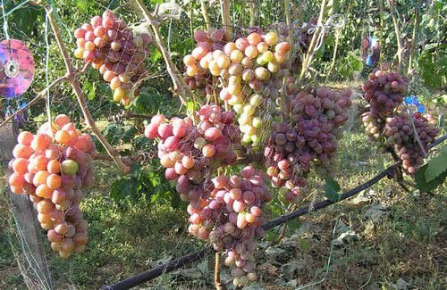 Виноград отаман: опис сорту
