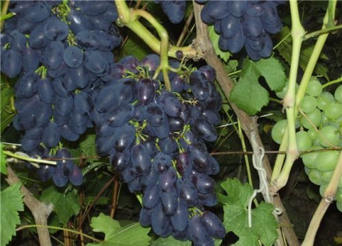 Виноград кодрянка: опис, характеристика