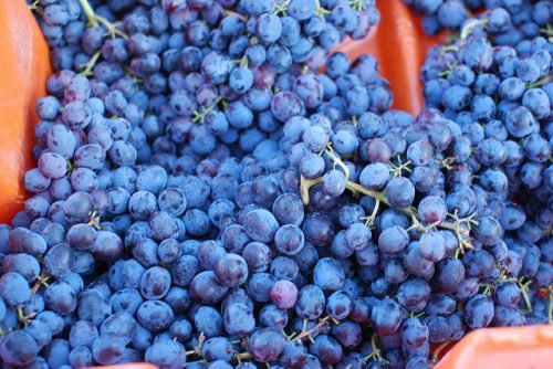 Кишмиш юпітер   виноград американський: опис сорту