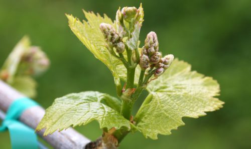 Догляд за виноградом навесні в середній смузі: обробка від шкідників