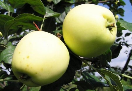 Літні сорти яблунь: фото з назвами і описами