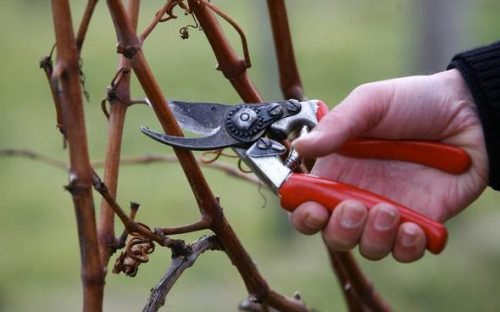 Що робити щоб визріла лоза винограду, як допомогти