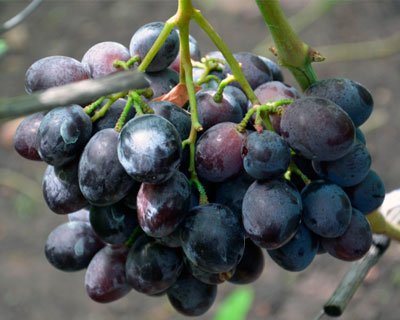 Виноград сорт барон чорний: опис сорту
