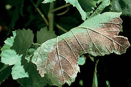 Уражені листя винограду: хвороби, шкідники
