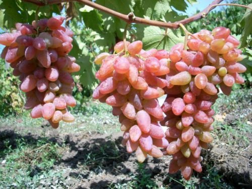 Виноград оригінал: опис сорту рожевий, чорний