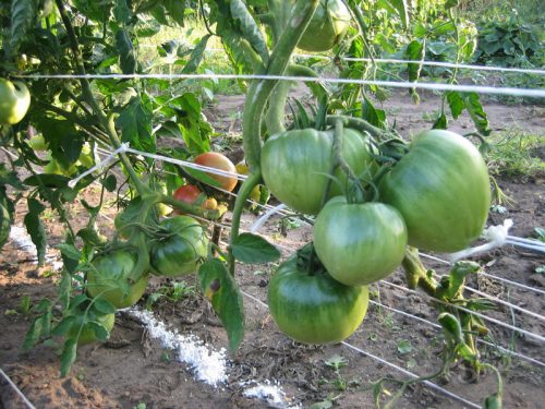 Як підвязувати помідори в теплиці з полікарбонату