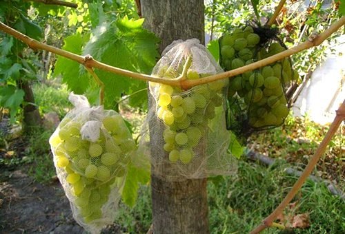 Виноград сорт фаворит: опис