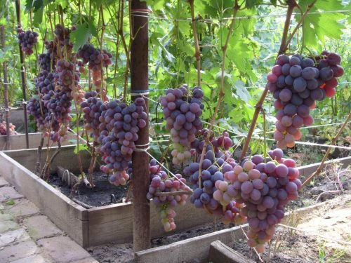 Виноград низина: опис сорту