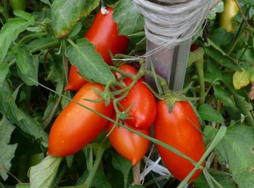 Помідори дамські пальчики: опис сорту томатів