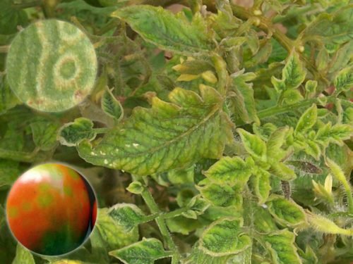 У томатів листя сохнуть що робити: причини і профілактика
