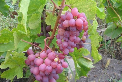 Виноград сорт червоний: опис