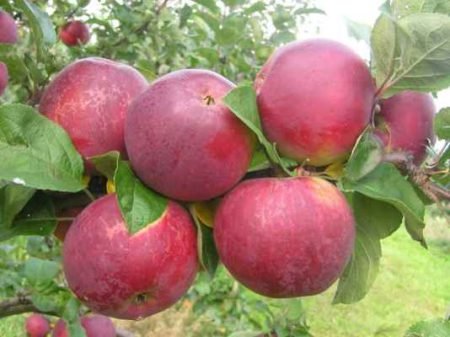 Зимові сорти яблук: назви, опис з фото