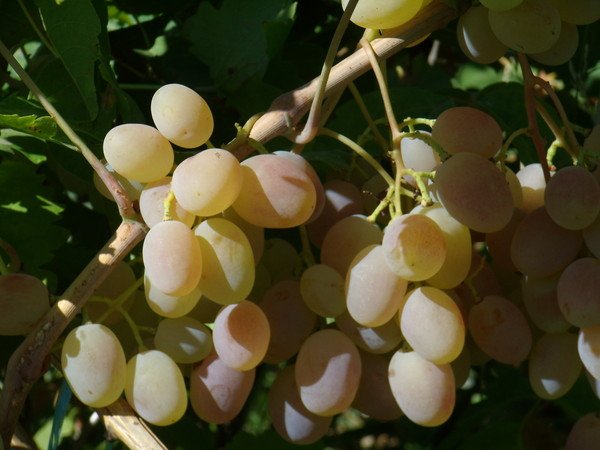 Сорт винограду краса: опис, переваги і недоліки