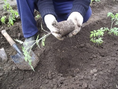 Висадка розсади томатів у відкритий грунт: у який час висаджувати томати