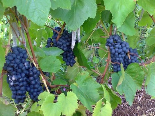 Кишмиш унікальний сорт винограду: опис переваг
