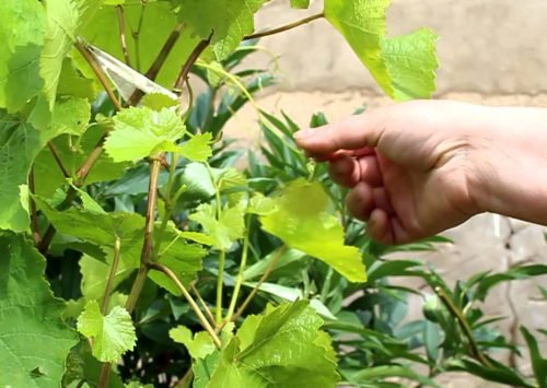 Як пасинкувати виноград: як правильно прищипувати і коли
