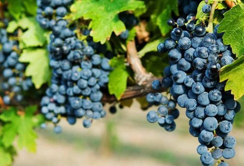 Одеські сорти винограду: сувенір, чорний   опис