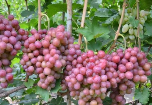 Виноград дюжина: опис сорту