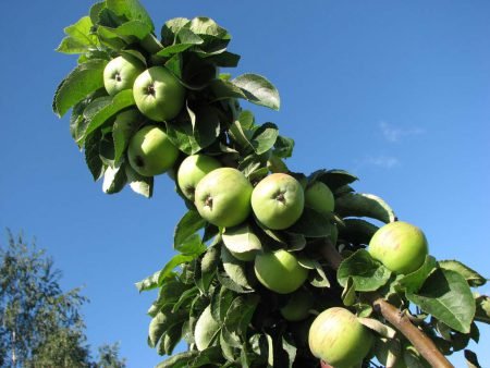 Колоновидні яблуні: посадка, догляд, обрізання, сорти, фото