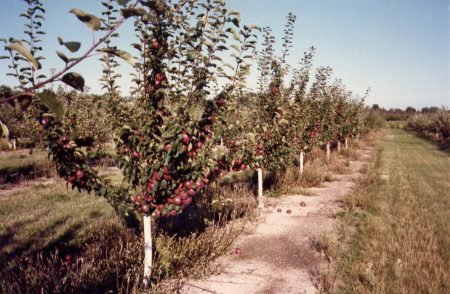Яблуня колоновидна: сорти для підмосковя літні, осінні, пізні