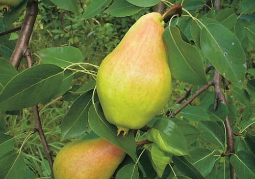 Літні сорти груш: опис, особливості вирощування
