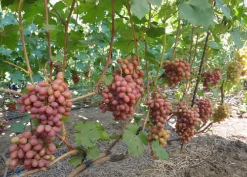 Виноград геліос: опис сорту