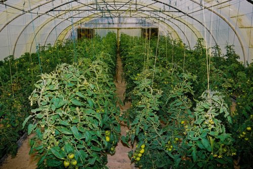 Пасинкування помідорів в теплиці, схема: як правильно сформувати рослина