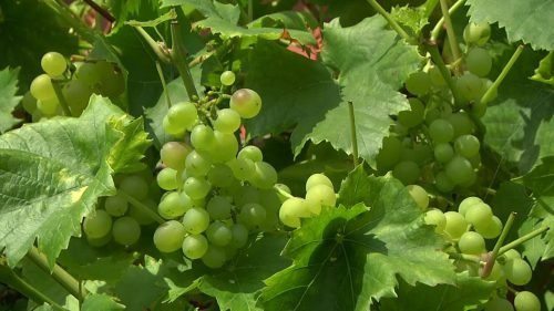 Виноград біанка: опис сорту