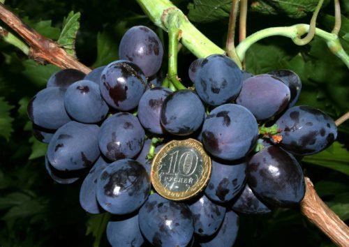 Виноград на уралі: кращі сорти