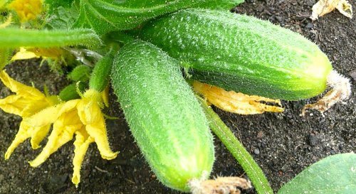 Огірки насіння кращі самозапильних для відкритого ґрунту: відмінності сортів