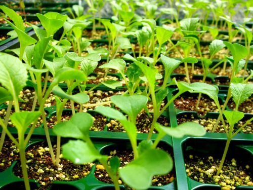 Вирощування пекінської капусти в теплиці: посадка, популярні сорти