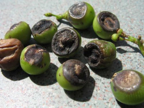Ягоди винограду чорніють: чому темніють і що робити при захворюванні