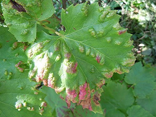 Хвороба винограду: на листках пупиришки, горбки, ніж лікувати